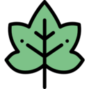 nature,plant,botanical,leaf,garden,maple leaf,autumn,fall